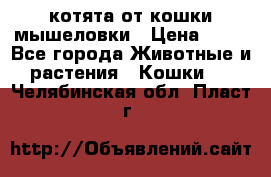 котята от кошки мышеловки › Цена ­ 10 - Все города Животные и растения » Кошки   . Челябинская обл.,Пласт г.